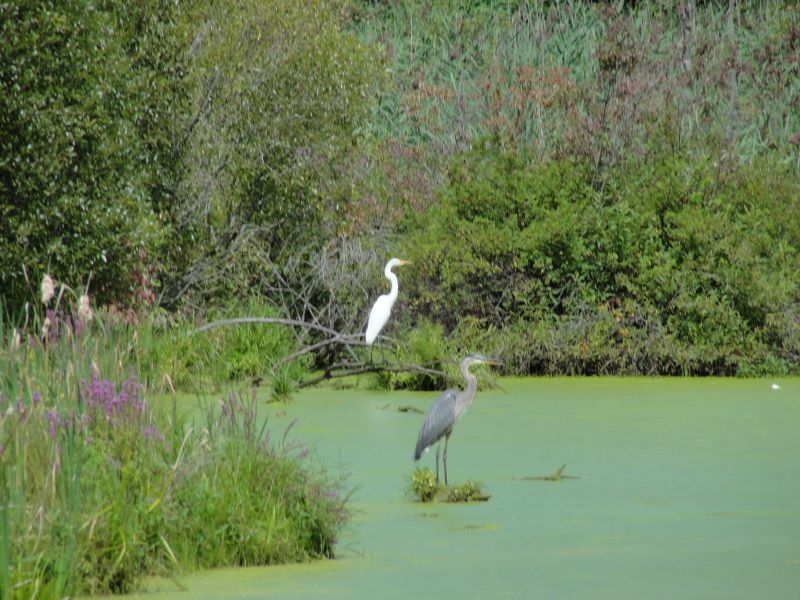 Birds at a pond