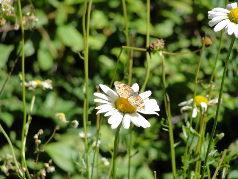 Butterfly on a wild daisy