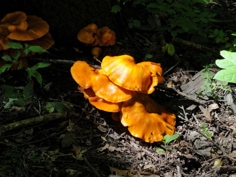 Orange mushrooms