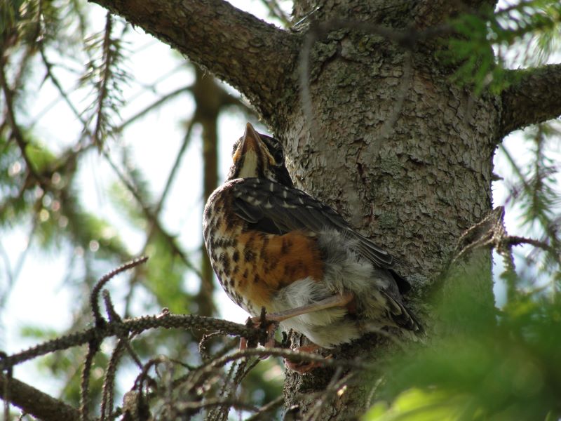 Robin in the pine tree