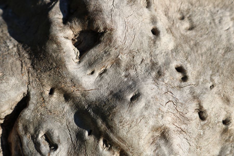 Wood burl surface