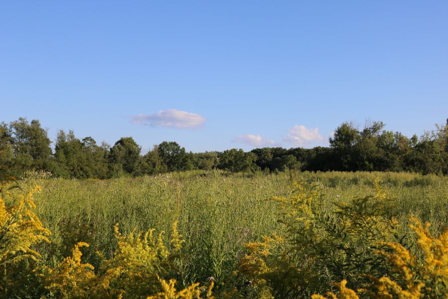 Field of wildflowers