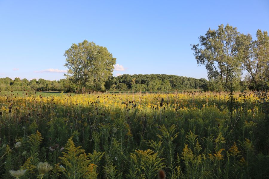 Another field of wildflowers