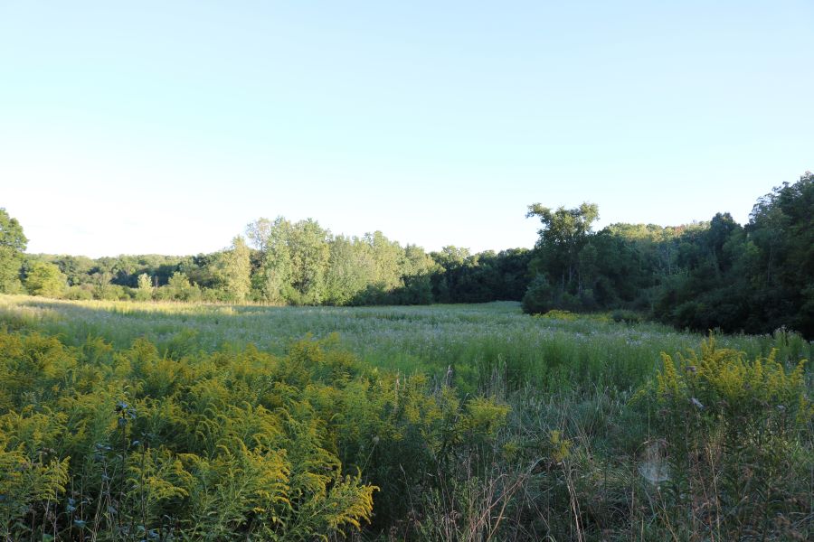 Yet another field of wildflowers