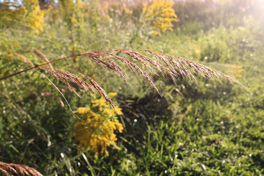 Wild grass seeds