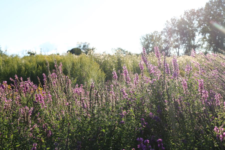 Purple flowers