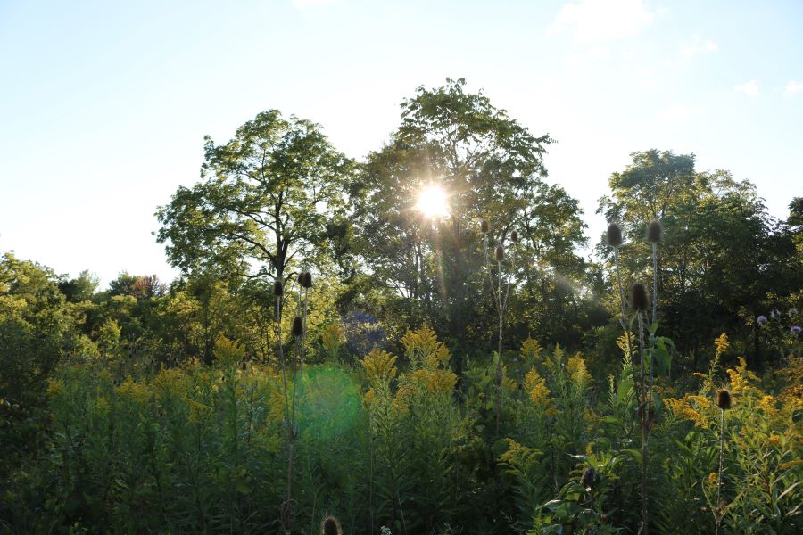 Sunlight through the trees