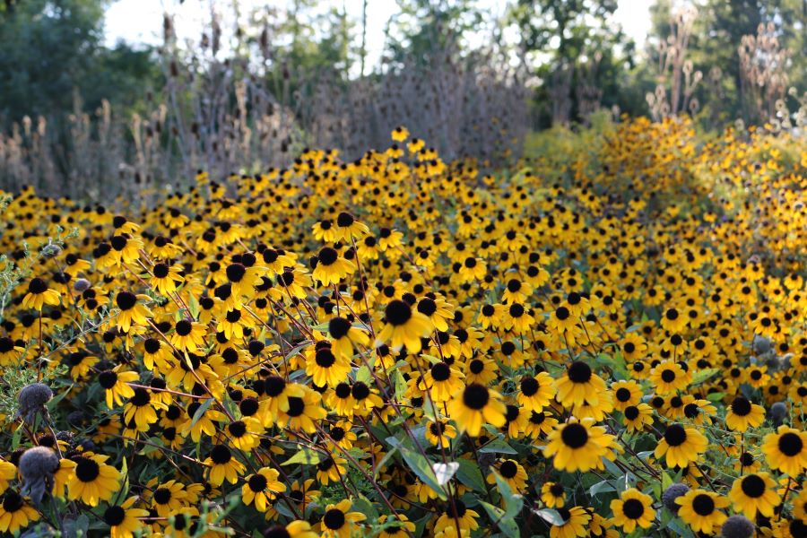 Bush of Black-Eyed Susans